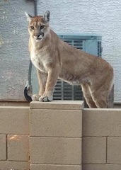 Puma concolor couguar