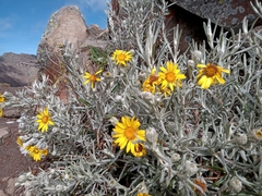 Senecio mairetianus