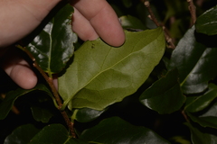 Xylosma maidenii