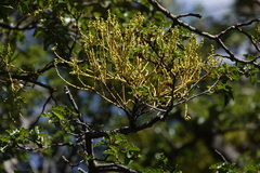 Misodendrum punctulatum