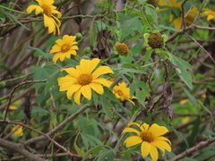 Tithonia diversifolia