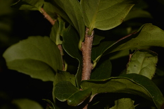 Xylosma maidenii