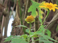 Tithonia diversifolia