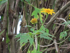 Tithonia diversifolia