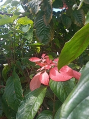 Mussaenda philippica