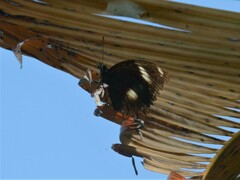 Hypolimnas bolina nerina