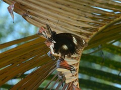 Hypolimnas bolina nerina