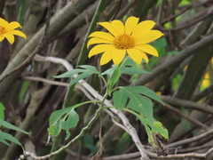 Tithonia diversifolia