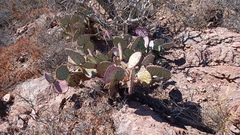 Opuntia gosseliniana
