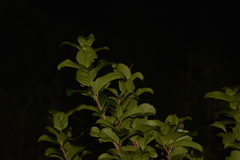 Xylosma maidenii