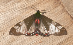 Dysschema marginalis