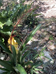 Aechmea bracteata