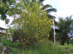 Tithonia diversifolia