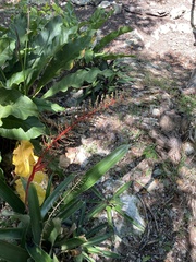 Aechmea bracteata