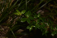 Alyxia ruscifolia
