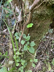Rubus australis