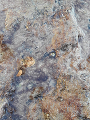 Littorina subrotundata