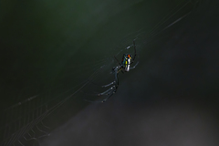 Leucauge argyrobapta