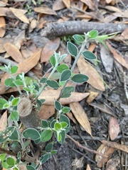 Cotoneaster pannosus