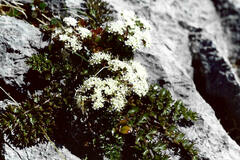 Anisotome aromatica