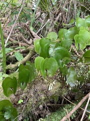 Hymenophyllum nephrophyllum