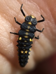 Cleobora mellyi