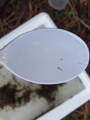 Simuliidae