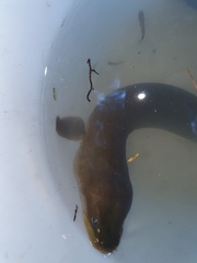 Anguilla dieffenbachii