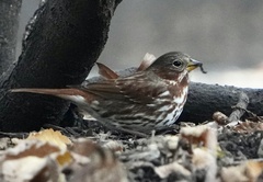 Passerella iliaca iliaca