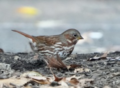 Passerella iliaca iliaca