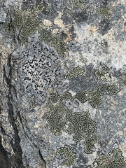 Rhizocarpon