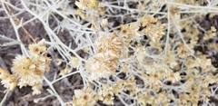 Pseudognaphalium