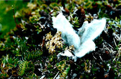 Anisotome flexuosa