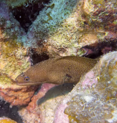 Gymnothorax miliaris