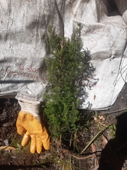 Erica lusitanica