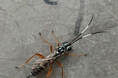 Lymeon orbus