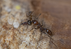 Chelaner antarcticus