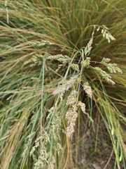 Poa labillardierei