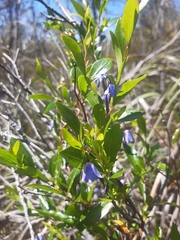 Billardiera heterophylla