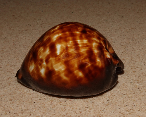 Zoila decipiens