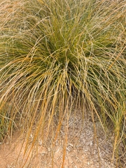 Carex testacea