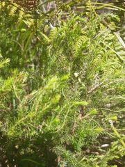 Erica lusitanica