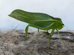 Steirodon