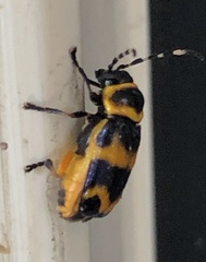 Rhombosternus saundersi