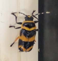 Rhombosternus saundersi