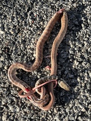 Masticophis flagellum piceus