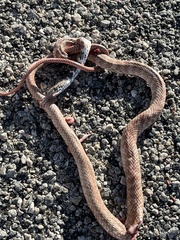 Masticophis flagellum piceus