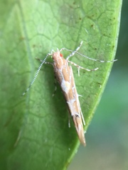 Pyroderces apparitella