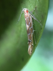 Pyroderces apparitella