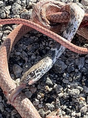 Masticophis flagellum piceus